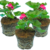 Set of 3 or 6 Large Plants - Garden Ready Pelargonium Toscana Dolce Vita Klass / Smart Laura - Frankton's