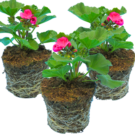 Set of 3 or 6 Large Plants - Garden Ready Pelargonium Toscana Dolce Vita Klass / Smart Laura - Frankton's