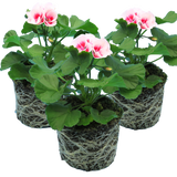 Set of 3 or 6 Large Plants - Garden Ready Pelargonium Toscana Dolce Vita Linus/Smart Splash - Frankton's