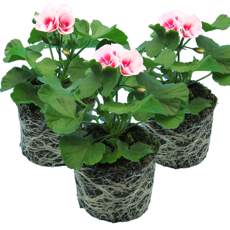 Set of 3 or 6 Large Plants - Garden Ready Pelargonium Toscana Dolce Vita Linus/Smart Splash - Frankton's