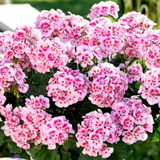 Set of 3 or 6 Large Plants - Garden Ready Pelargonium Toscana Dolce Vita Linus/Smart Splash - Frankton's