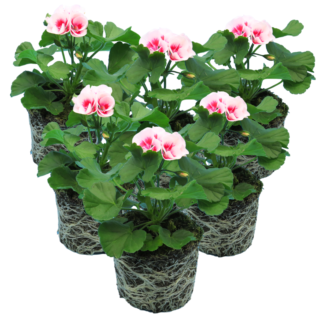Set of 3 or 6 Large Plants - Garden Ready Pelargonium Toscana Dolce Vita Linus/Smart Splash - Frankton's