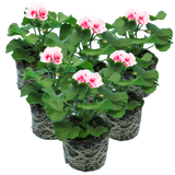Set of 3 or 6 Large Plants - Garden Ready Pelargonium Toscana Dolce Vita Linus/Smart Splash - Frankton's