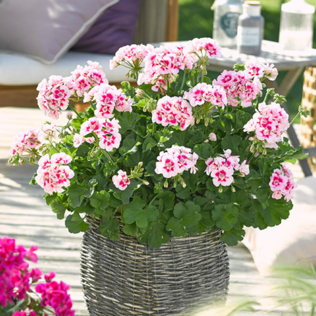 Set of 3 or 6 Large Plants - Garden Ready Pelargonium Toscana Dolce Vita Linus/Smart Splash - Frankton's