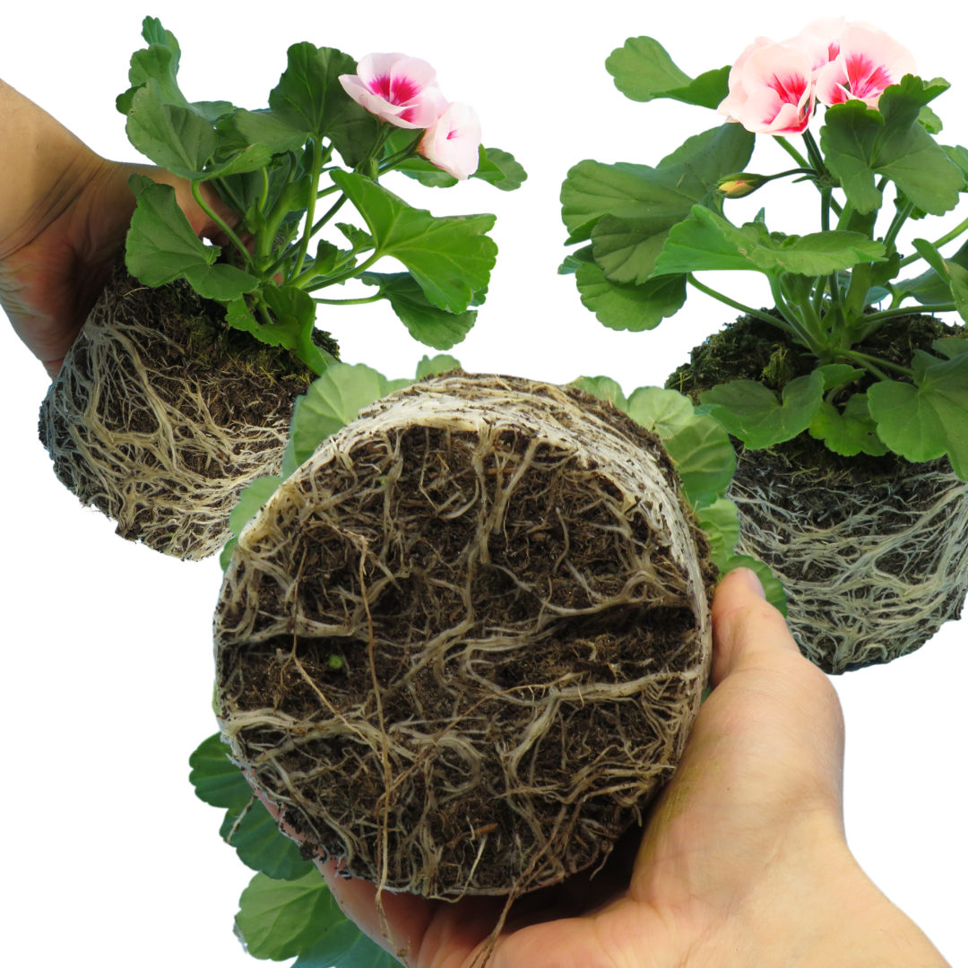 Set of 3 or 6 Large Plants - Garden Ready Pelargonium Toscana Dolce Vita Linus/Smart Splash - Frankton's