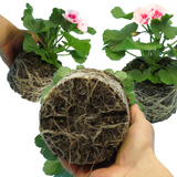 Set of 3 or 6 Large Plants - Garden Ready Pelargonium Toscana Dolce Vita Linus/Smart Splash - Frankton's