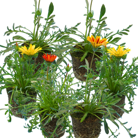 Set of 3 or 6 Large Plants - Gazania Kiss Any Colour Mix, Ready to Plant in Your Garden - Frankton's