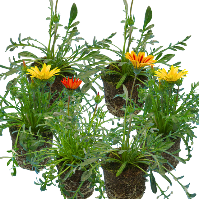 Set of 3 or 6 Large Plants - Gazania Kiss Any Colour Mix, Ready to Plant in Your Garden - Frankton's