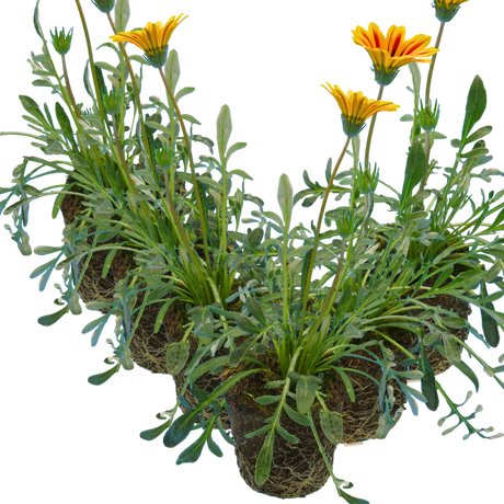 Set of 3 or 6 Large Plants - Gazania Kiss Orange Flame, Ready to Plant in Your Garden - Frankton's