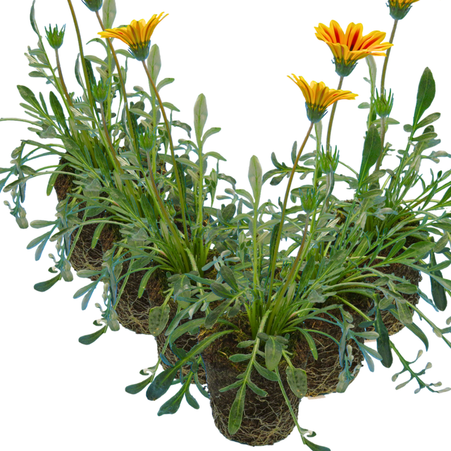 Set of 3 or 6 Large Plants - Gazania Kiss Orange Flame, Ready to Plant in Your Garden - Frankton's