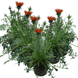 Set of 3 or 6 Large Plants - Gazania Kiss Red, Ready to Plant in Your Garden, Peat-Free - Frankton's
