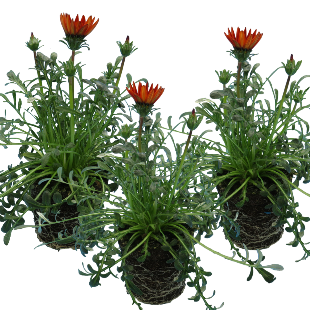 Set of 3 or 6 Large Plants - Gazania Kiss Red, Ready to Plant in Your Garden, Peat-Free - Frankton's