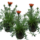 Set of 3 or 6 Large Plants - Gazania Kiss Red, Ready to Plant in Your Garden, Peat-Free - Frankton's