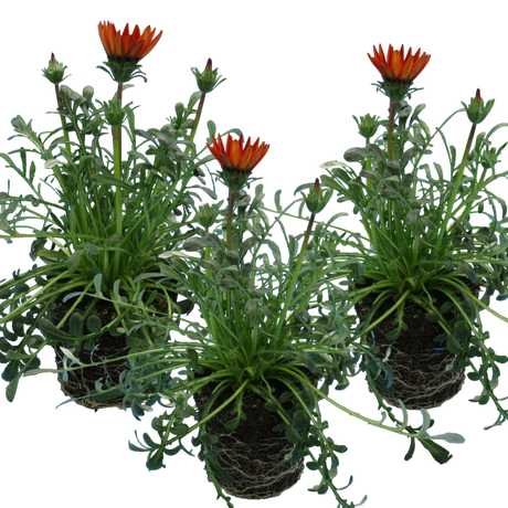 Set of 3 or 6 Large Plants - Gazania Kiss Red, Ready to Plant in Your Garden, Peat-Free - Frankton's
