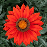 Set of 3 or 6 Large Plants - Gazania Kiss Red, Ready to Plant in Your Garden, Peat-Free - Frankton's