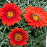 Set of 3 or 6 Large Plants - Gazania Kiss Red, Ready to Plant in Your Garden, Peat-Free - Frankton's