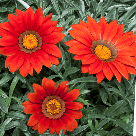 Set of 3 or 6 Large Plants - Gazania Kiss Red, Ready to Plant in Your Garden, Peat-Free - Frankton's