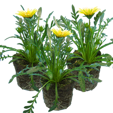 Set of 3 or 6 Large Plants - Gazania Kiss White Improved, Ready to Plant in Your Garden - Frankton's