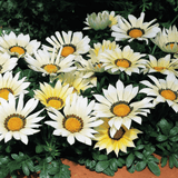Set of 3 or 6 Large Plants - Gazania Kiss White Improved, Ready to Plant in Your Garden - Frankton's