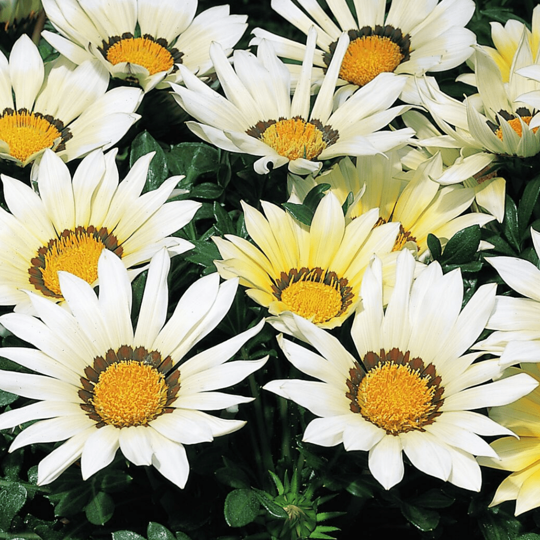 Set of 3 or 6 Large Plants - Gazania Kiss White Improved, Ready to Plant in Your Garden - Frankton's