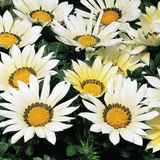 Set of 3 or 6 Large Plants - Gazania Kiss White Improved, Ready to Plant in Your Garden - Frankton's