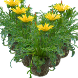 Set of 3 or 6 Large Plants - Gazania Kiss Yellow Improved, Ready to Plant in Your Garden - Frankton's