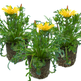 Set of 3 or 6 Large Plants - Gazania Kiss Yellow Improved, Ready to Plant in Your Garden - Frankton's