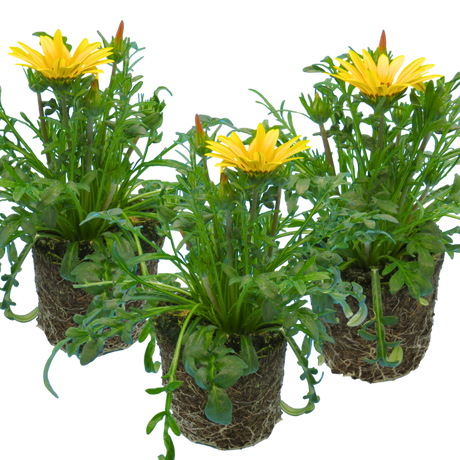 Set of 3 or 6 Large Plants - Gazania Kiss Yellow Improved, Ready to Plant in Your Garden - Frankton's