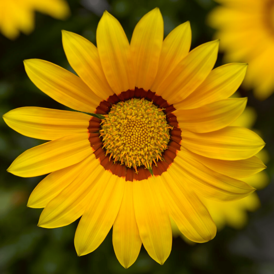 Set of 3 or 6 Large Plants - Gazania Kiss Yellow Improved, Ready to Plant in Your Garden - Frankton's