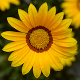 Set of 3 or 6 Large Plants - Gazania Kiss Yellow Improved, Ready to Plant in Your Garden - Frankton's