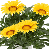 Set of 3 or 6 Large Plants - Gazania Kiss Yellow Improved, Ready to Plant in Your Garden - Frankton's