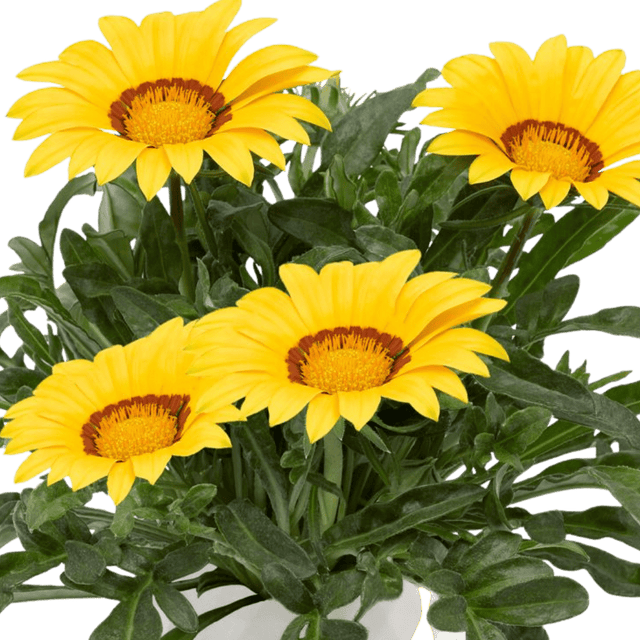 Set of 3 or 6 Large Plants - Gazania Kiss Yellow Improved, Ready to Plant in Your Garden - Frankton's