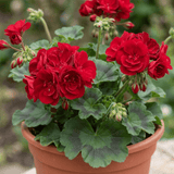 Set of 3 or 6 Large Plants Geranium Calliope Landscape Fire, Ready To Plant In Your Garden - Frankton's