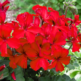 Set of 3 or 6 Large Plants Geranium Calliope Landscape Fire, Ready To Plant In Your Garden - Frankton's