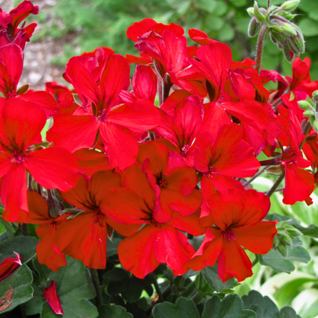 Set of 3 or 6 Large Plants Geranium Calliope Landscape Fire, Ready To Plant In Your Garden - Frankton's