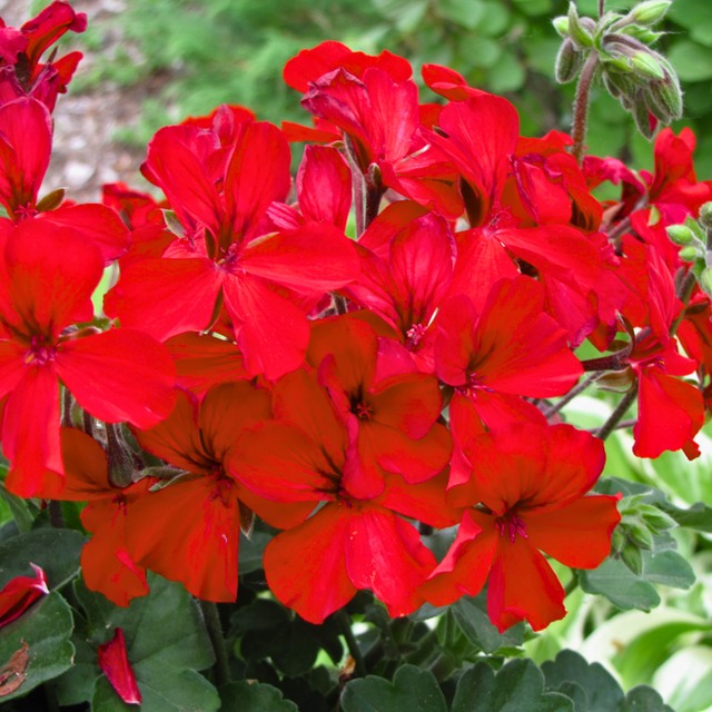 Set of 3 or 6 Large Plants Geranium Calliope Landscape Fire, Ready To Plant In Your Garden - Frankton's