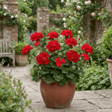 Set of 3 or 6 Large Plants Geranium Calliope Landscape Fire, Ready To Plant In Your Garden - Frankton's