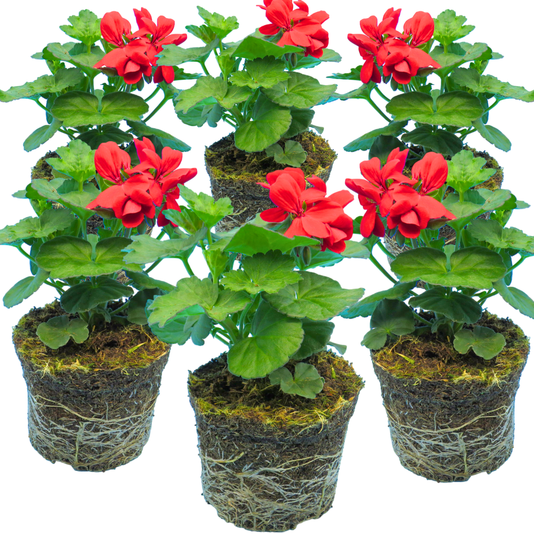 Set of 3 or 6 Large Plants Geranium Calliope Landscape Fire, Ready To Plant In Your Garden - Frankton's