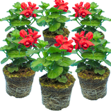 Set of 3 or 6 Large Plants Geranium Calliope Landscape Fire, Ready To Plant In Your Garden - Frankton's