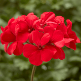 Set of 3 or 6 Large Plants Geranium Calliope Landscape Fire, Ready To Plant In Your Garden - Frankton's