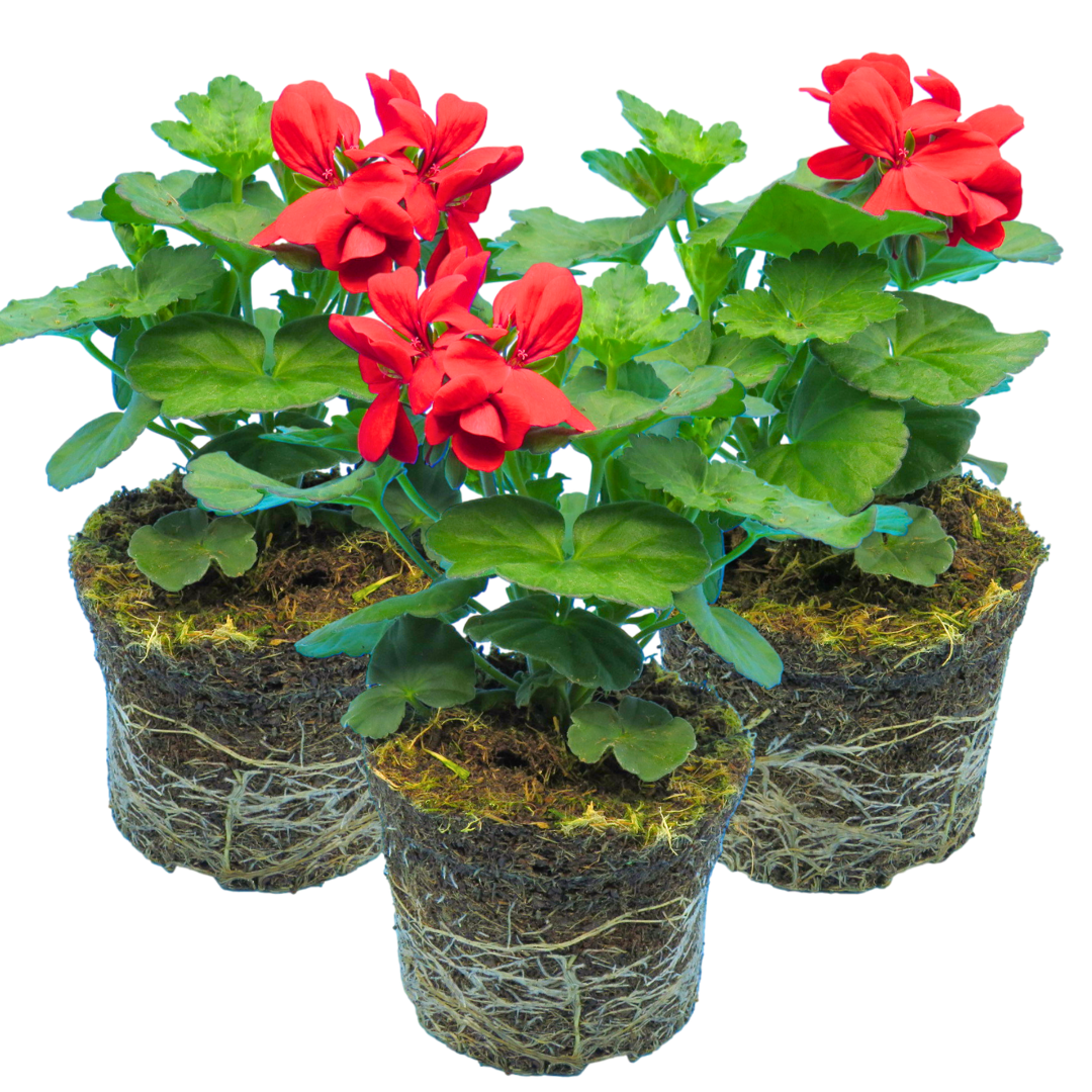 Set of 3 or 6 Large Plants Geranium Calliope Landscape Fire, Ready To Plant In Your Garden - Frankton's