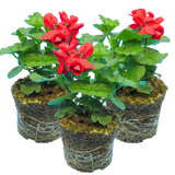 Set of 3 or 6 Large Plants Geranium Calliope Landscape Fire, Ready To Plant In Your Garden - Frankton's