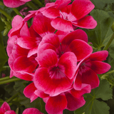 Set of 3 or 6 Large Plants - Geranium Calliope Pretty Little Pink Splash, Ready To Plant - Frankton's