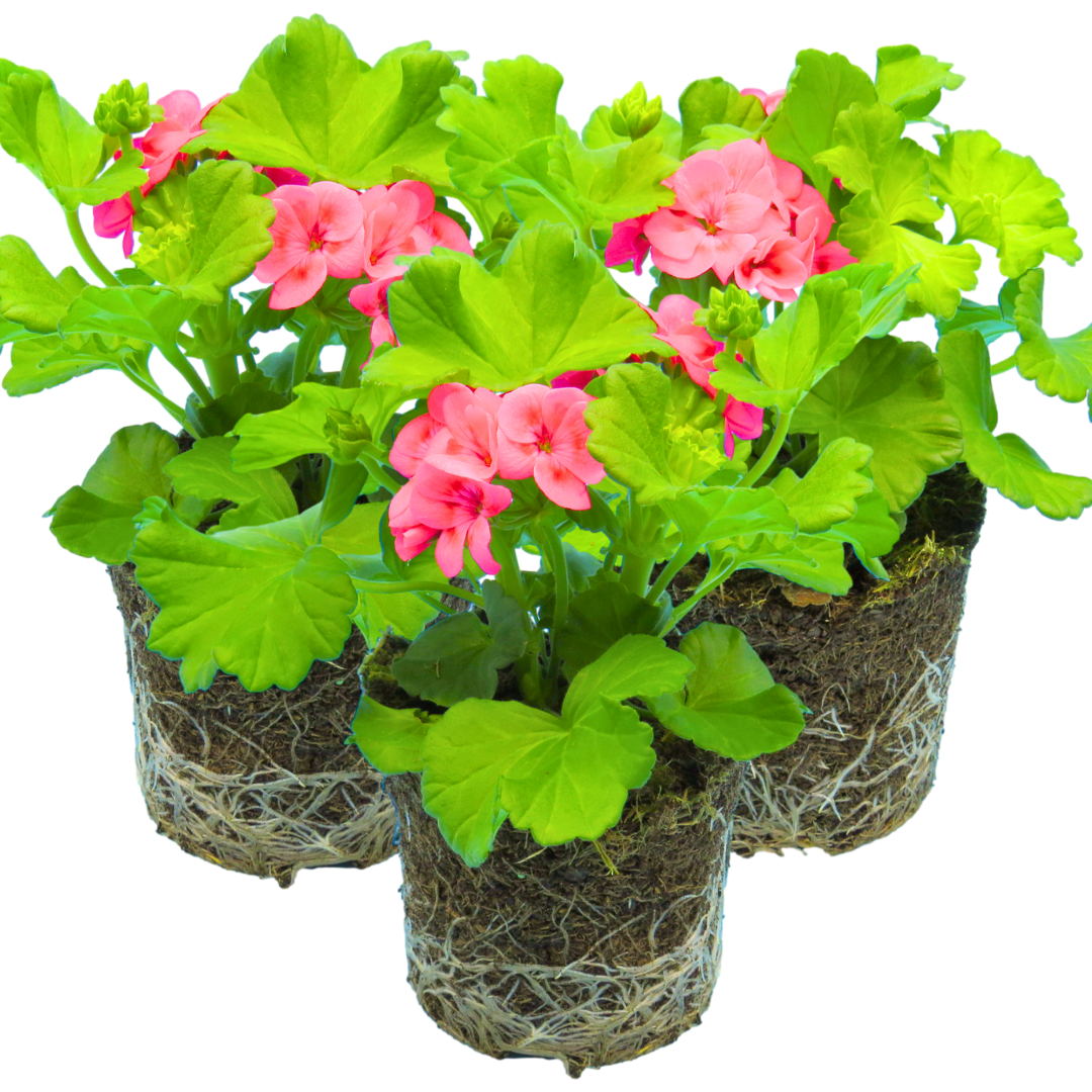 Set of 3 or 6 Large Plants - Geranium Calliope Pretty Little Pink Splash, Ready To Plant - Frankton's