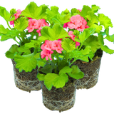 Set of 3 or 6 Large Plants - Geranium Calliope Pretty Little Pink Splash, Ready To Plant - Frankton's