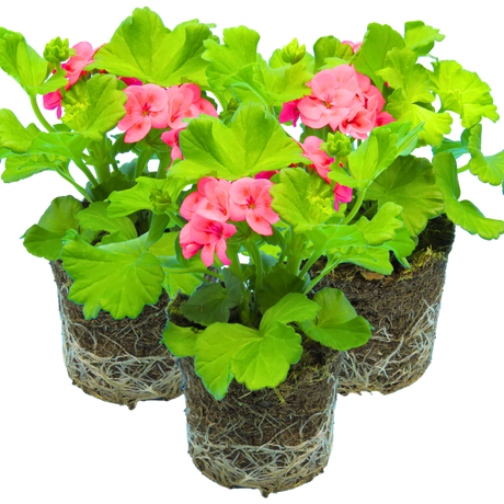 Set of 3 or 6 Large Plants - Geranium Calliope Pretty Little Pink Splash, Ready To Plant - Frankton's