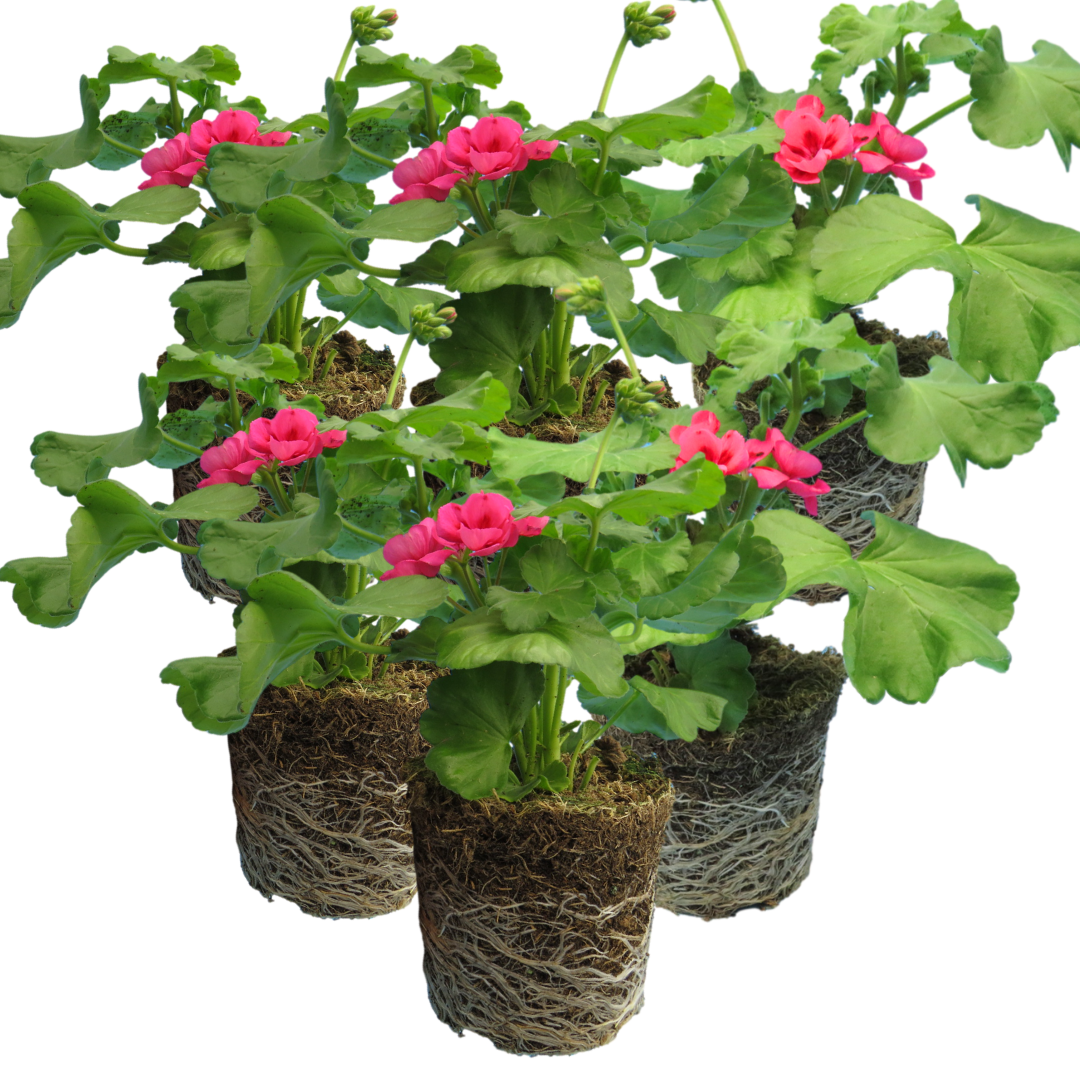 Set of 3 or 6 Large Plants - Geranium Calliope Rose Splash, Ready to Plant in Your Garden - Frankton's