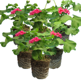 Set of 3 or 6 Large Plants - Geranium Calliope Rose Splash, Ready to Plant in Your Garden - Frankton's