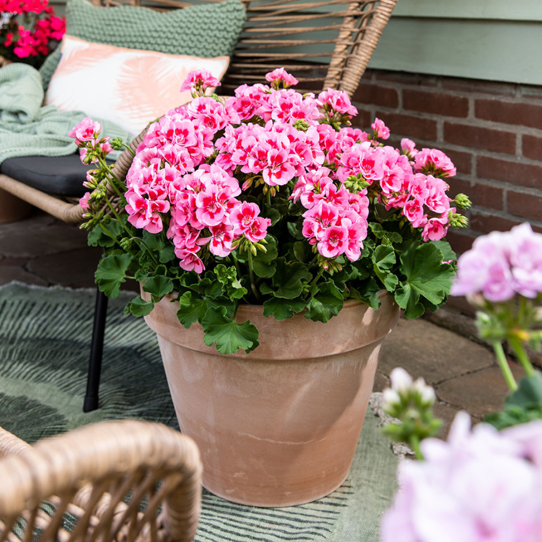 Set of 3 or 6 Large Plants - Geranium Calliope Rose Splash, Ready to Plant in Your Garden - Frankton's
