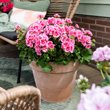 Set of 3 or 6 Large Plants - Geranium Calliope Rose Splash, Ready to Plant in Your Garden - Frankton's